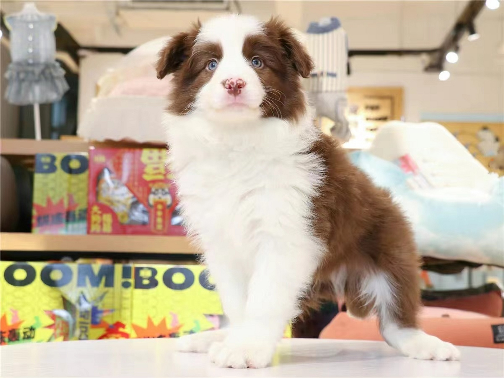 铲屎官们,别再买贵 边境牧羊犬多少钱一只?