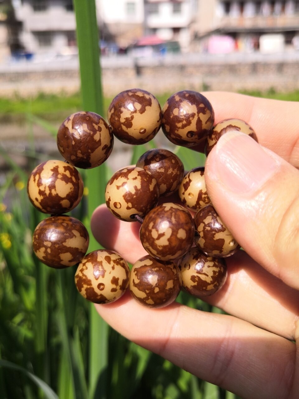 入手的虎斑花菩提根手串有几天了,主要是因为一个朋友想要,忽然也就想