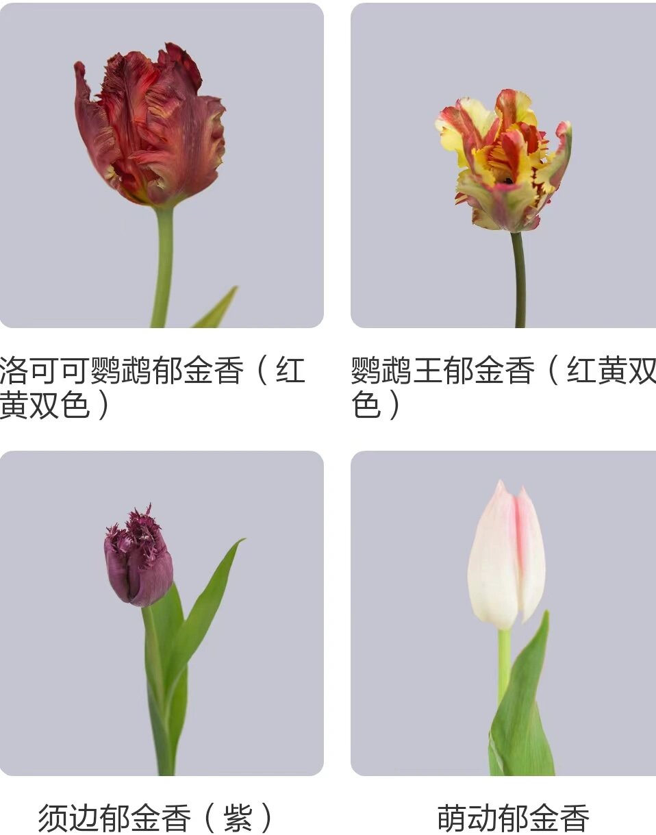 玫红色郁金香花语图片