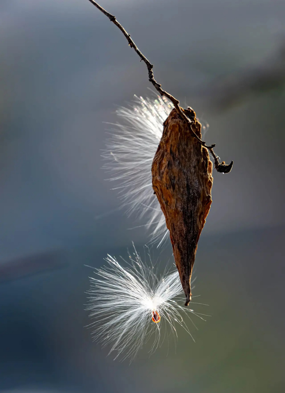 萝藦,也称芄兰,斫合子,白环藤,羊婆奶,婆婆针落线包,羊角,天浆壳