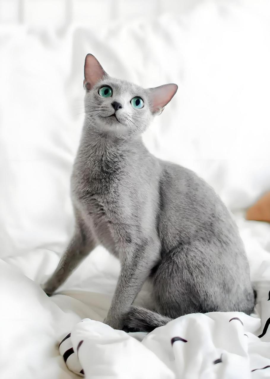 俄罗斯蓝猫是一种拥有独特魅力和高贵气质的猫咪品种!