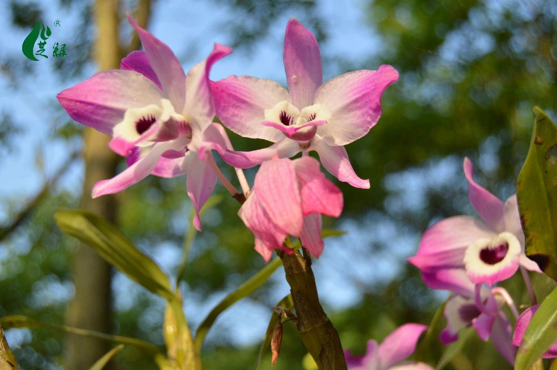 金钗石斛花——"石上仙草"之花 【简介】 金钗石斛花弥足珍贵,一生只