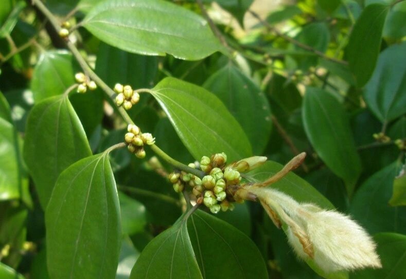 药材名: 乌药(樟科) ?