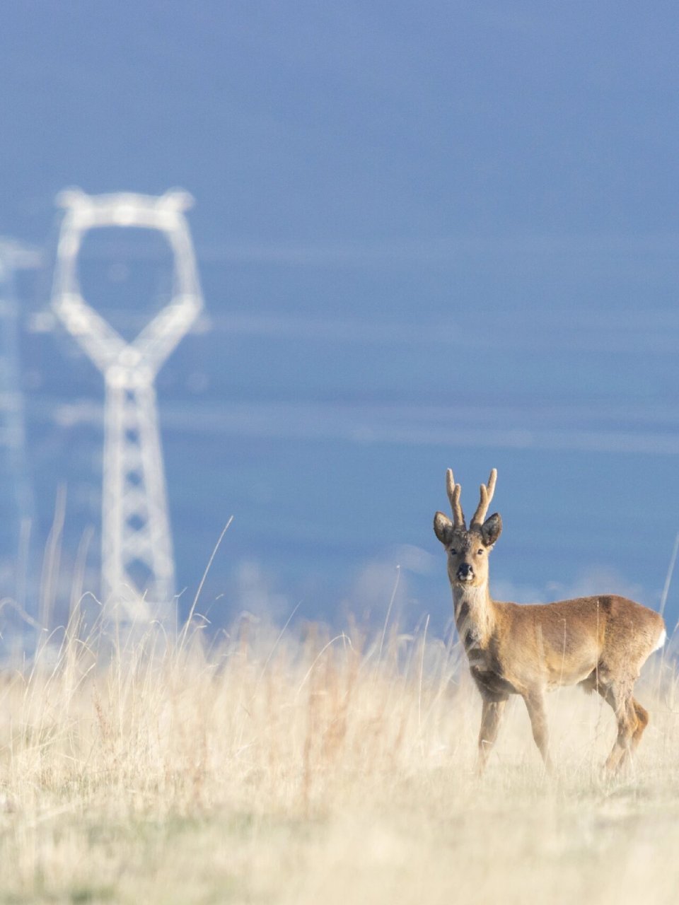 可可爱爱傻狍子 【东方狍】capreolus pygargus 东方狍/西伯利亚狍,也