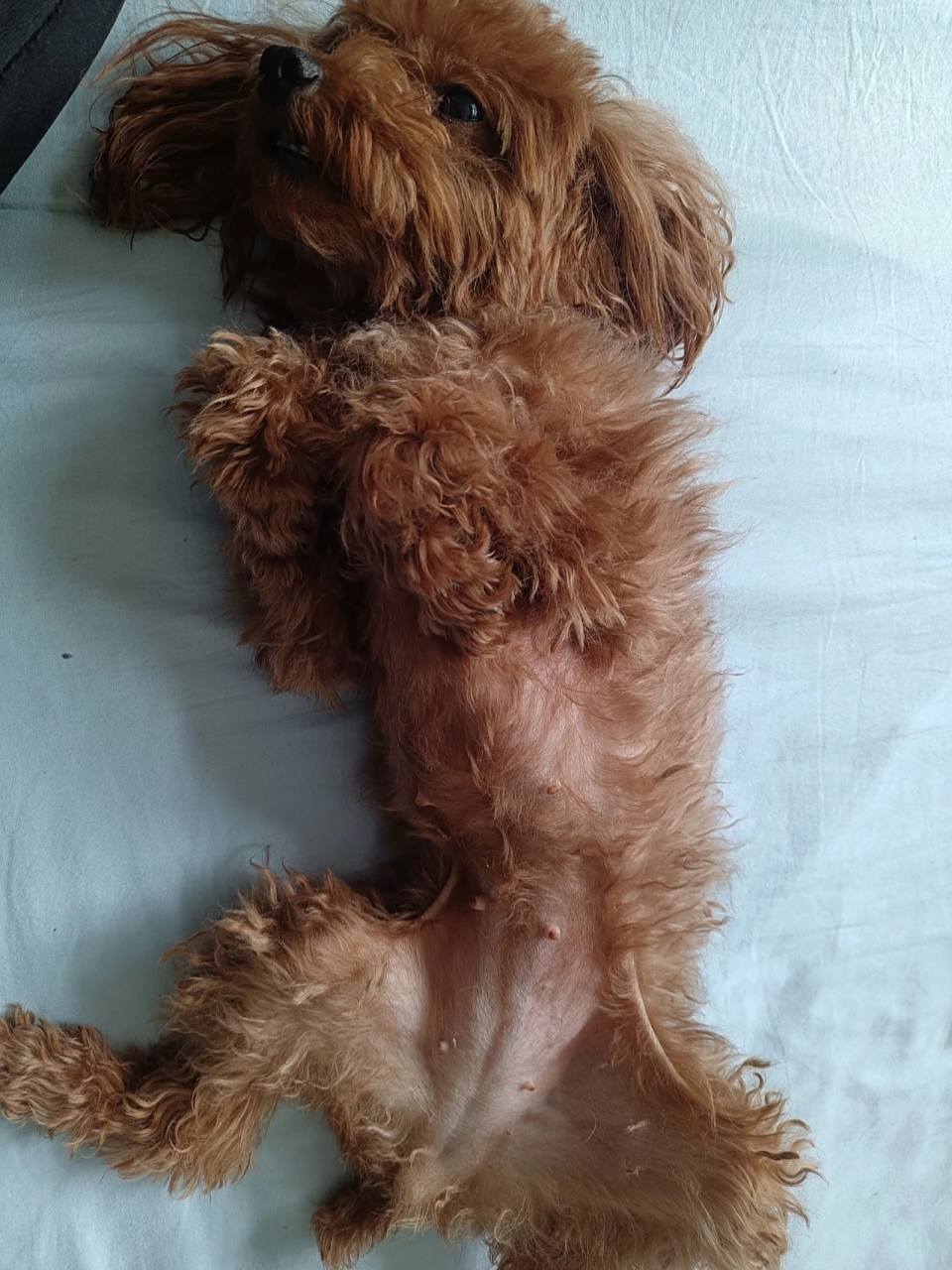 能看出来泰迪怀孕一个月了吗?