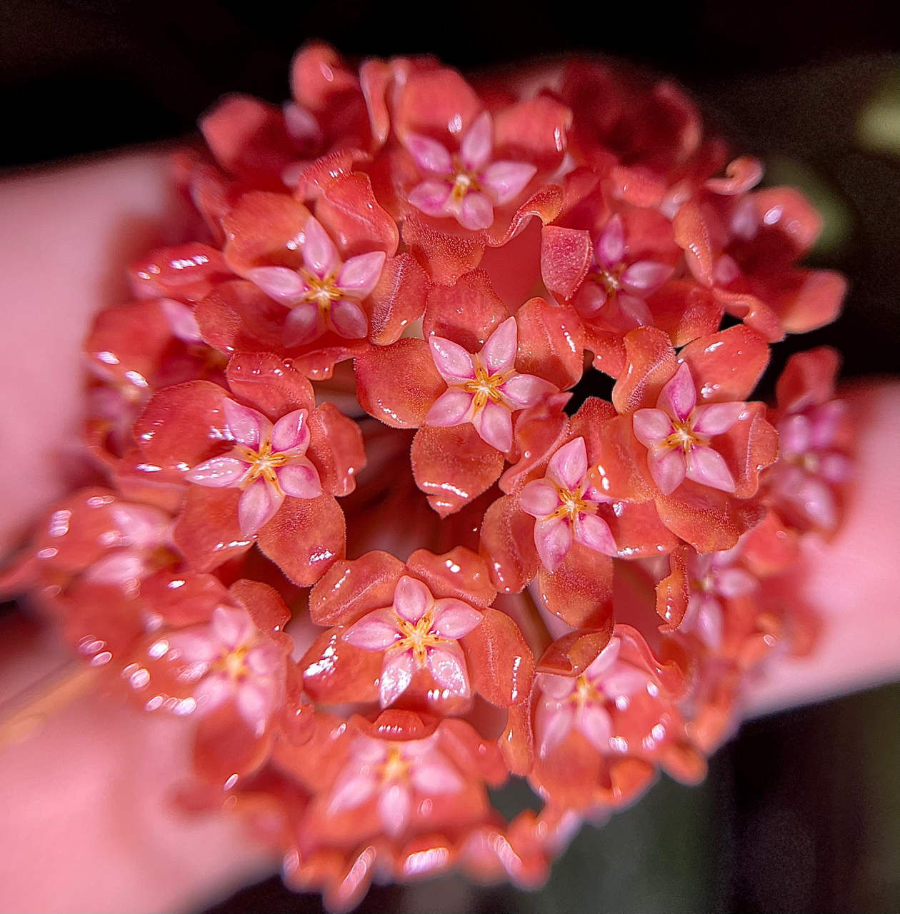 最近开的球兰们06 分别是未知名,埔瓦,火红,双色和未知名对比90