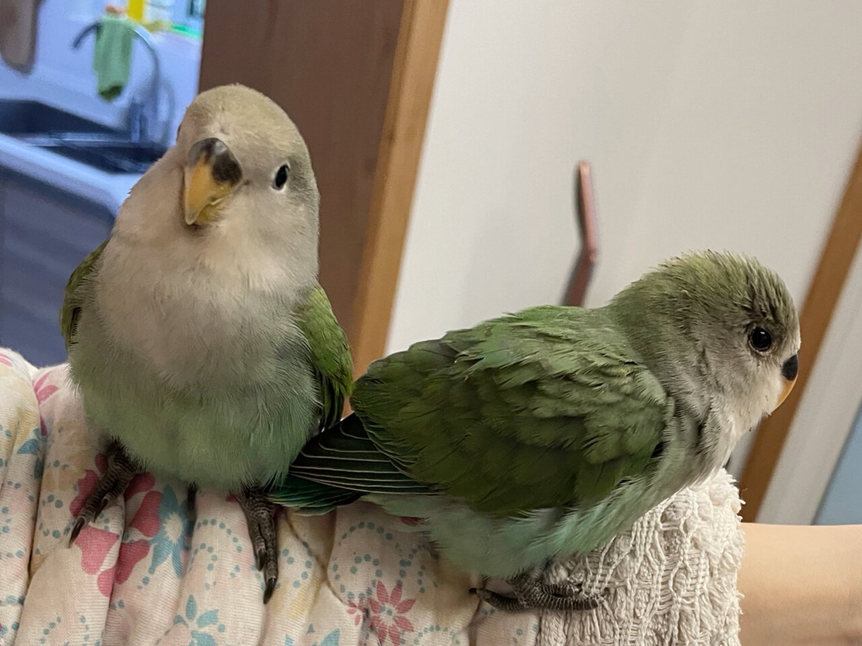 牡丹鹦鹉|炸毛or蓬毛 哈哈的毛总不像嘻嘻那样紧贴身体,到底是炸毛