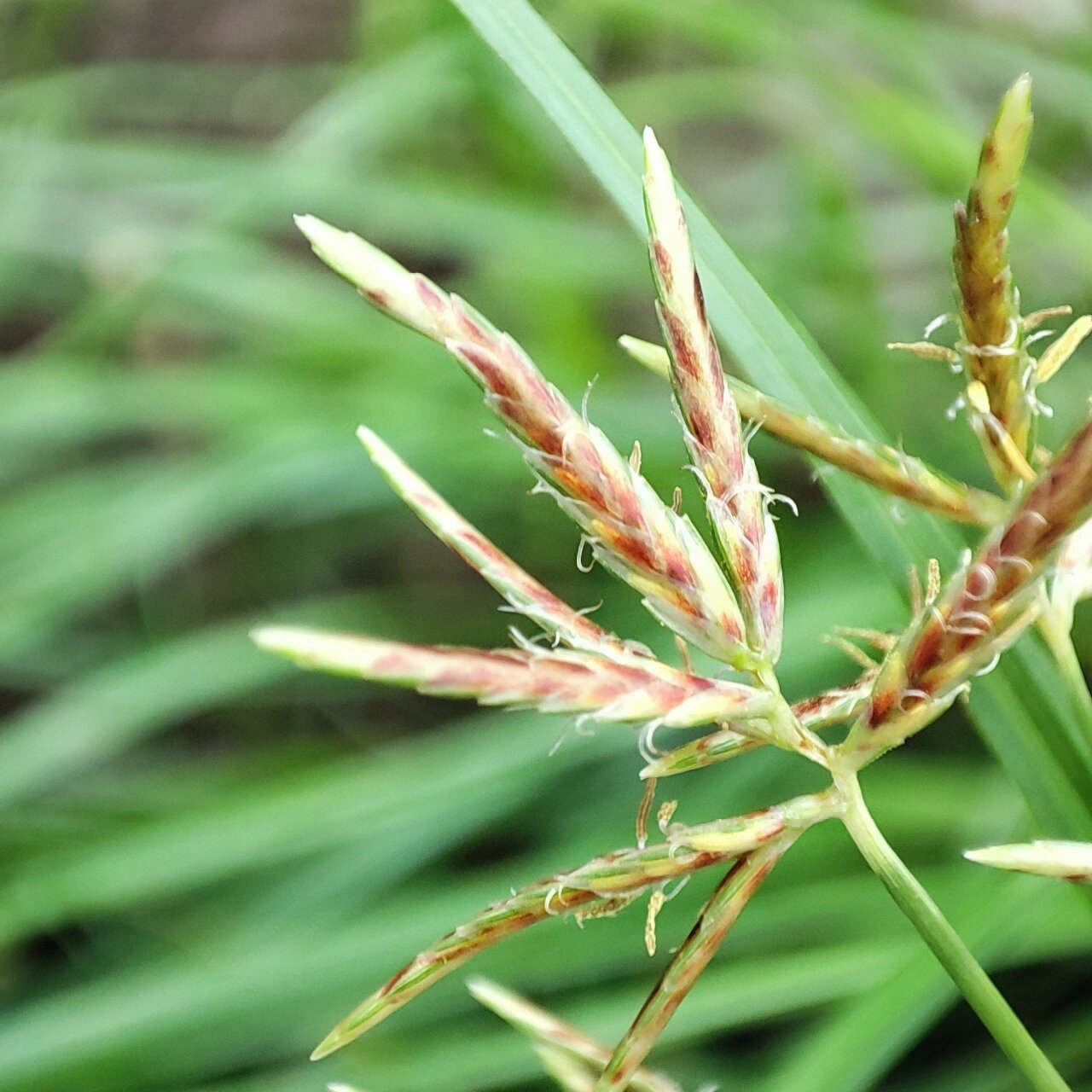 科普身边的花草74牛筋草 ※ 牛筋草(学名:eleusine indica (l.