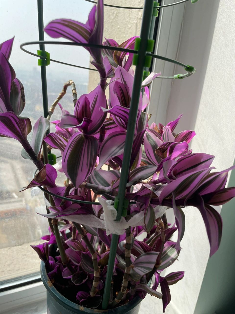 油画吊兰修剪 图一 修剪前 图二 修剪后 图三四 修剪下来的进行扦插