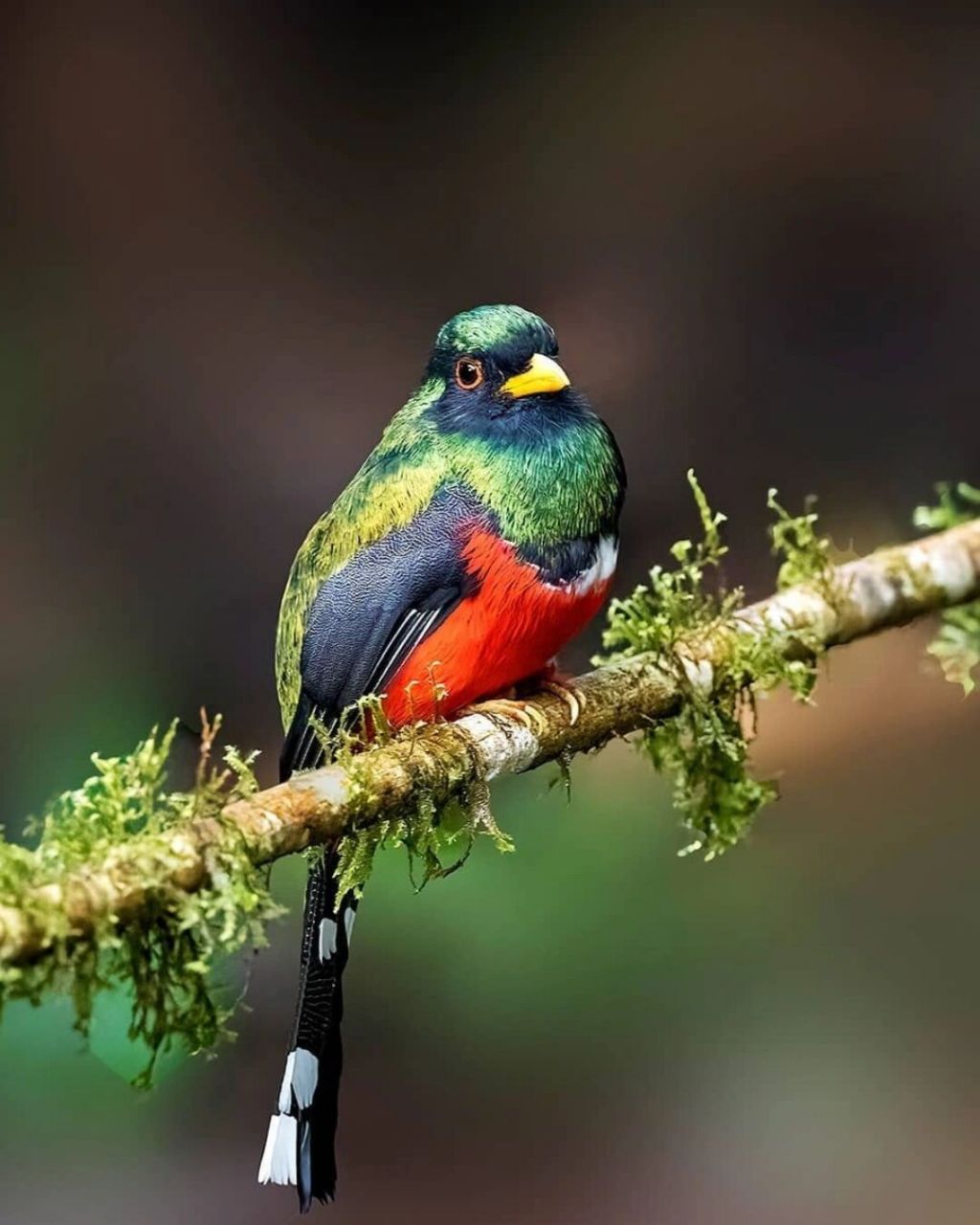 美洲咬鹃 #美洲咬鹃# #鸟类# #保护动物# #观鸟