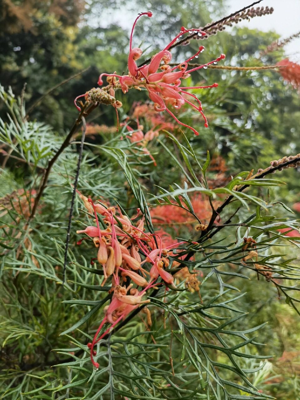 喜欢94,欣赏94-红花银桦 红花银桦 山龙眼科银桦属,见《华南植物