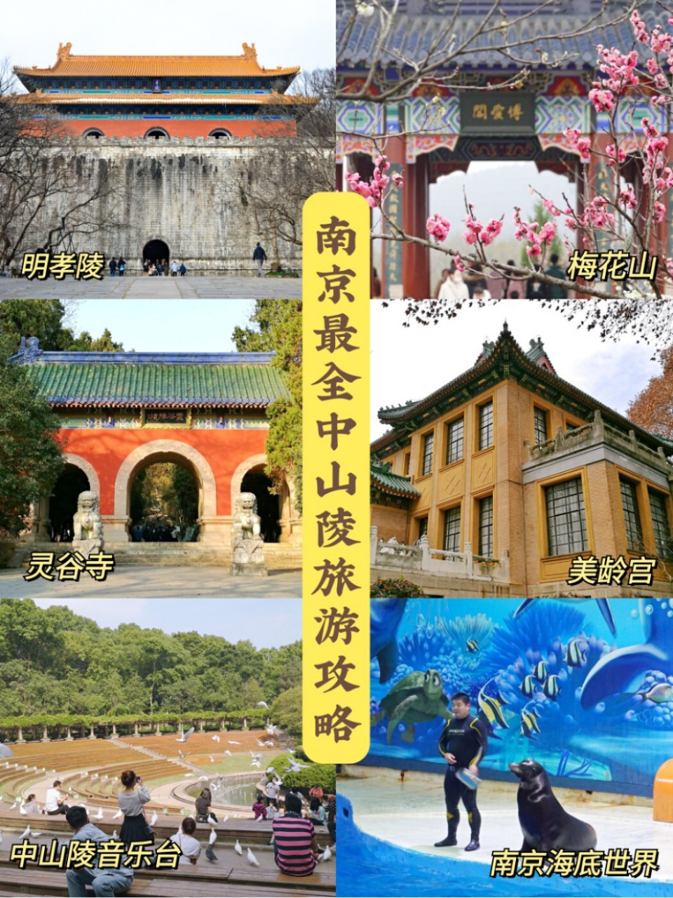 南京旅游92最全中山陵旅游攻略,必收藏75 ①  #梅花山# 天下第一