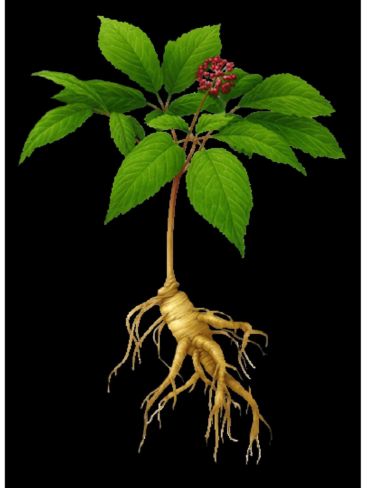 每日认识一味中药——西洋参