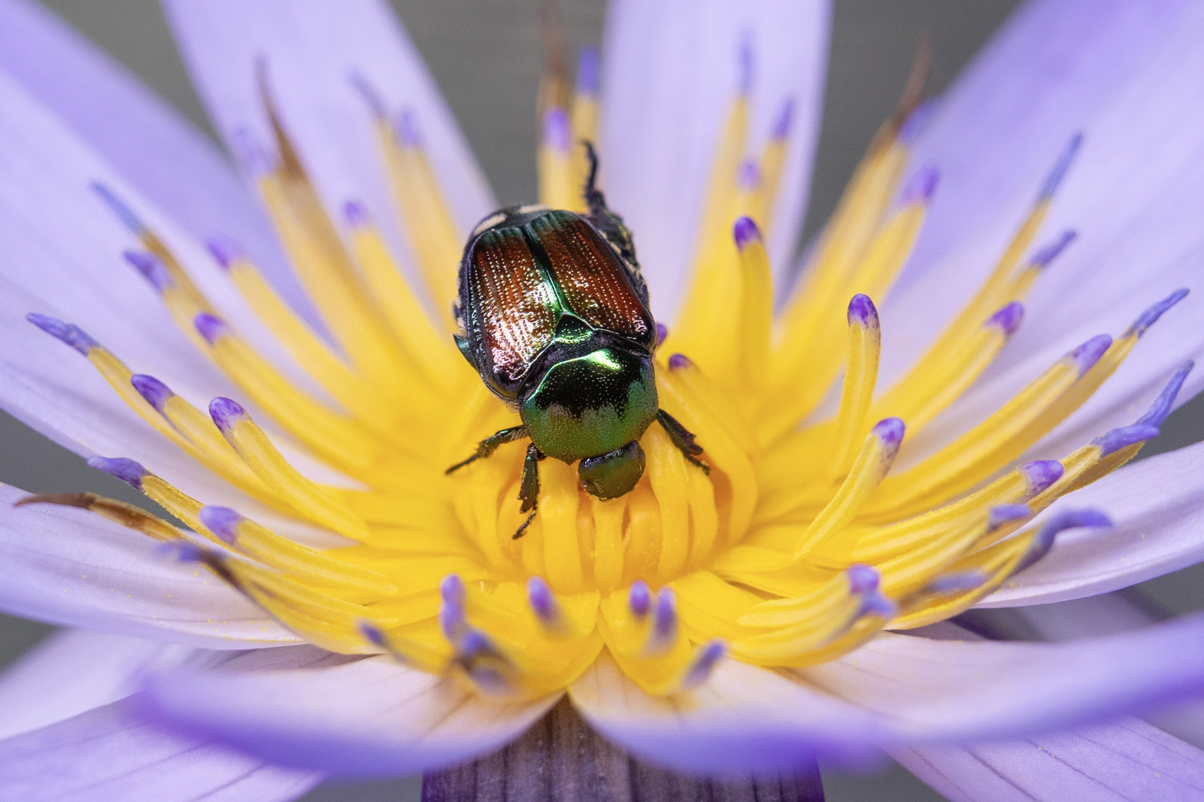 萌宠金龟子——中华弧丽金龟 从山里把它带回家,在我的睡莲上吃花粉的