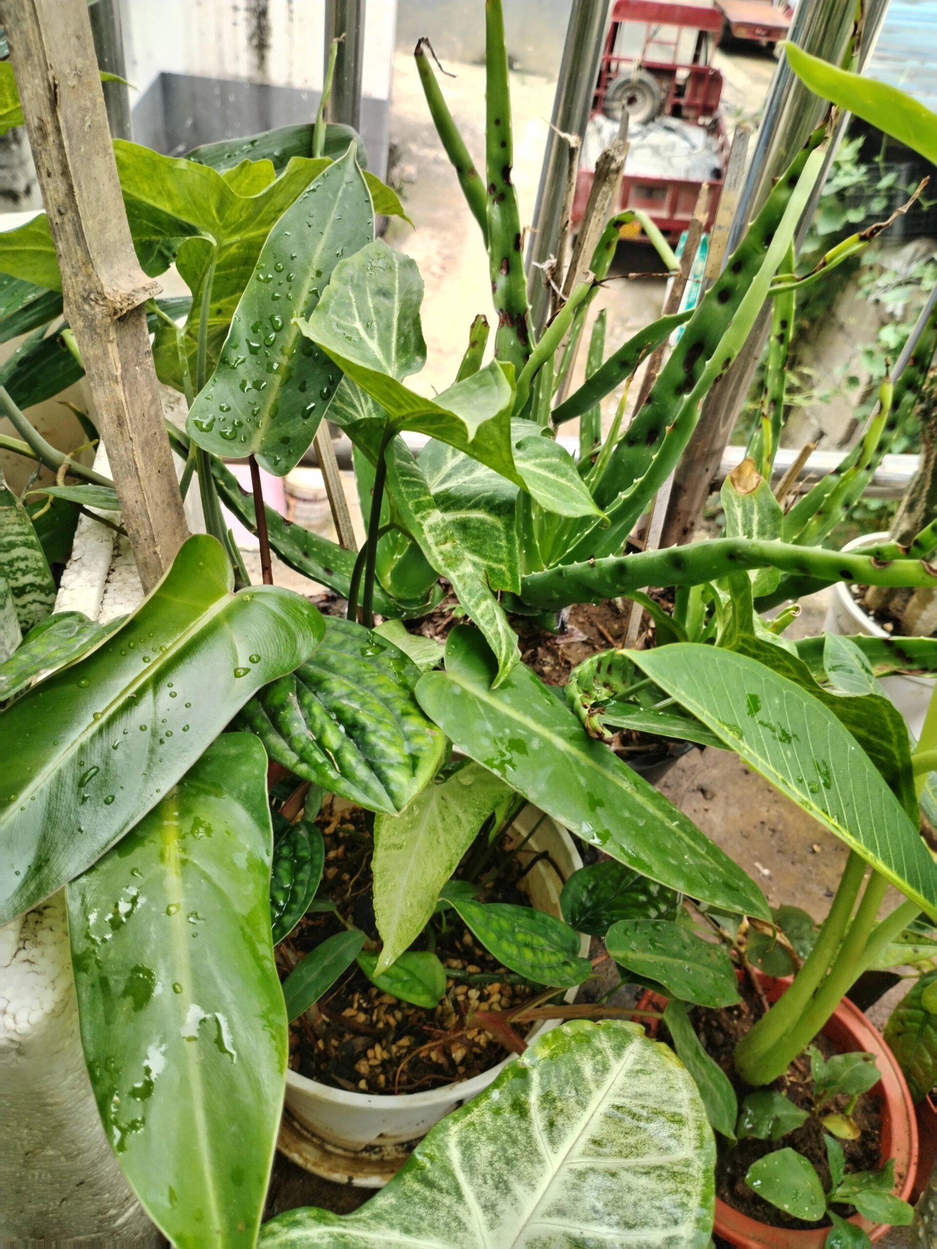 红苞喜林芋