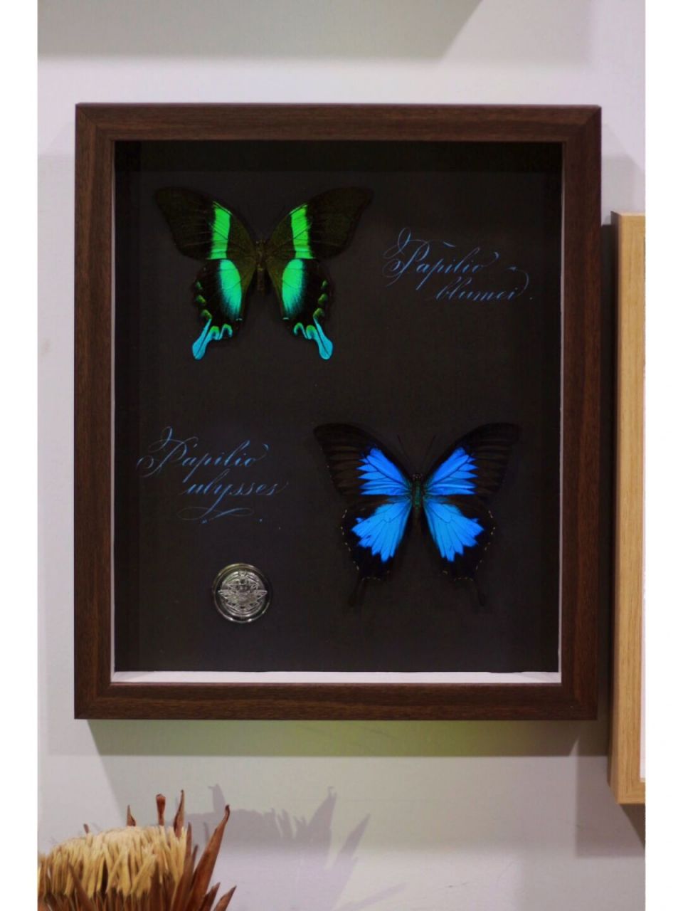 爱神凤蝶&天堂凤蝶03 客订蝴蝶标本一副 送一张名字的手写卡片 看