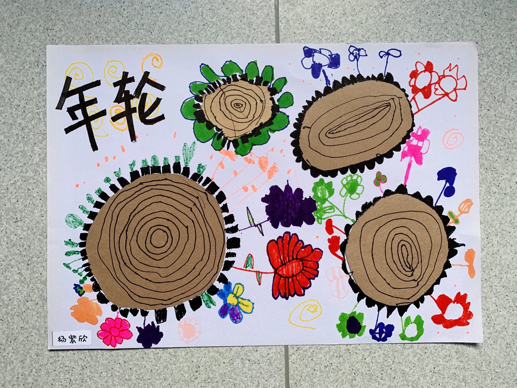 幼儿园 中班创意美术96 《年轮的秘密》 1,通过讲解,观察图片,了解