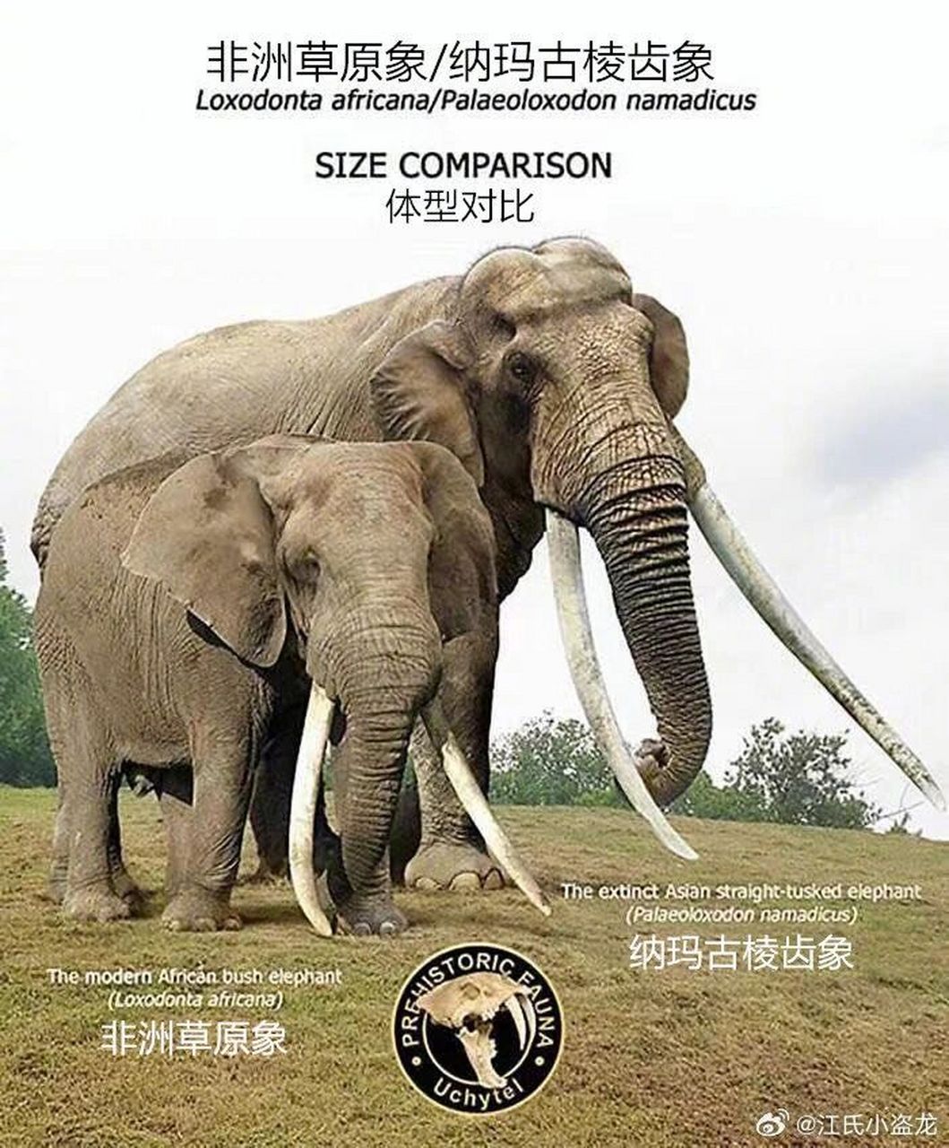 【灭绝巨兽与今天的亲戚】纳玛古棱齿象 #古生物# #科普# #化石