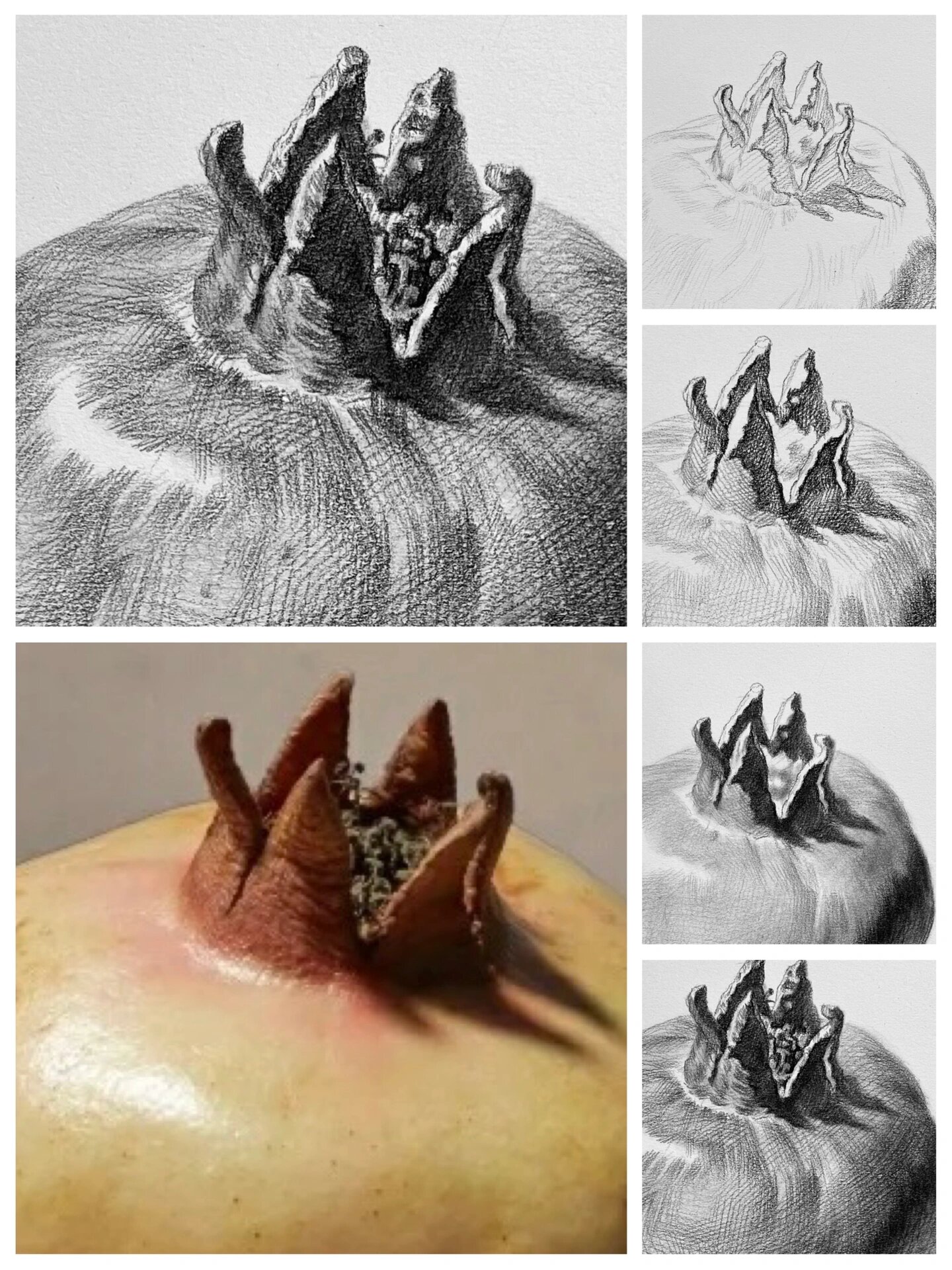 石榴单体素描方法步骤