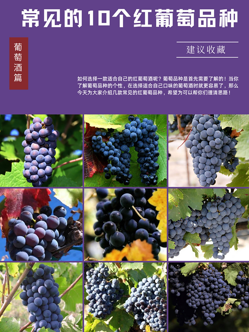 葡萄酒入门|10个常见的红葡萄品种 16615 黑皮诺 9015 黑皮诺