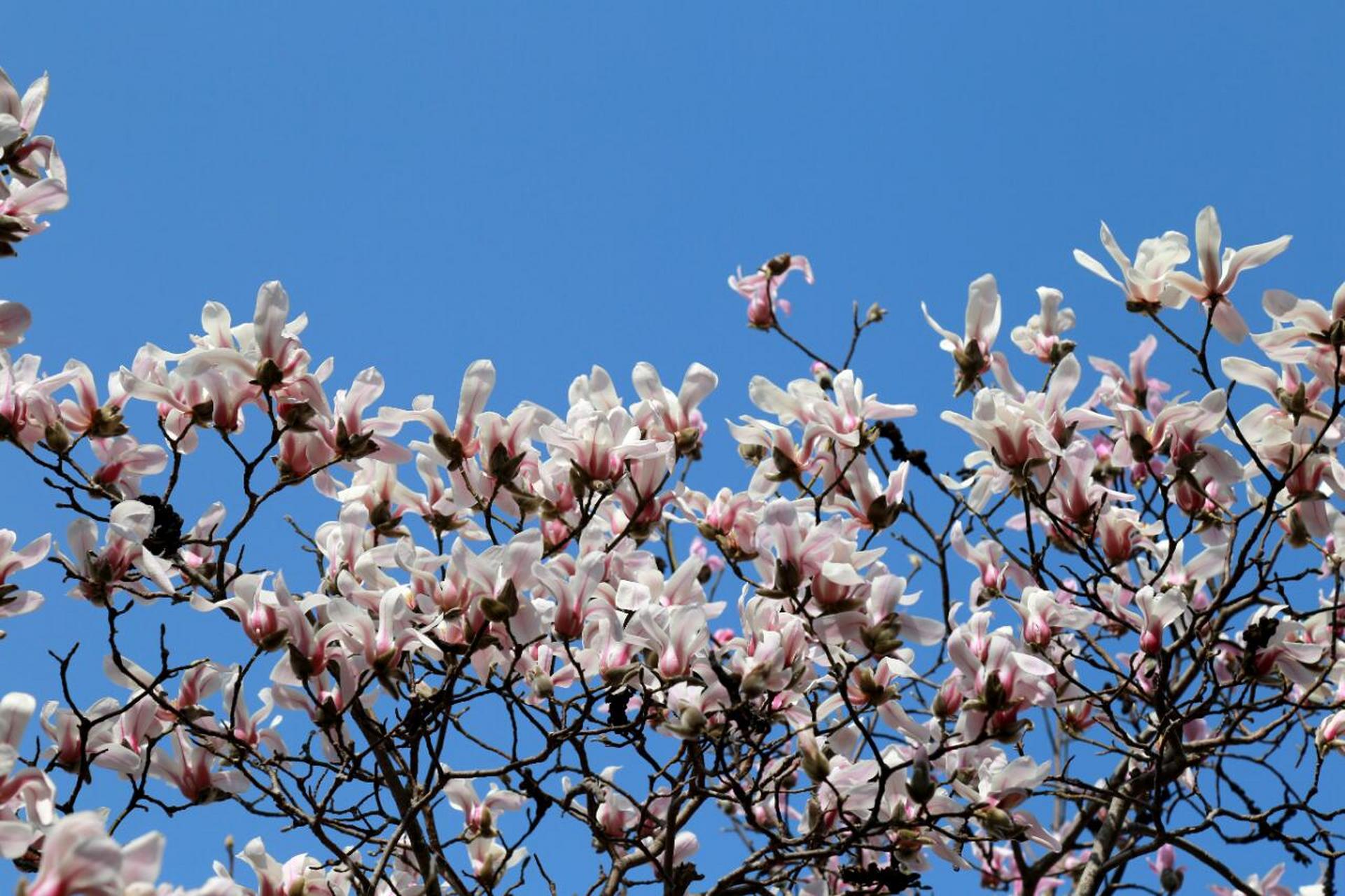 花开人间,春意暖人,此时的红叶谷,摇曳在绚秋湖嫩绿的柳枝与碧绿的