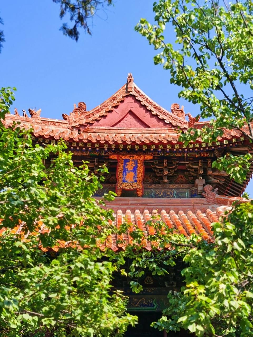 看过来01超详细曲阜旅游攻略来咯～ 95游玩路线:孔庙→孔府→孔林