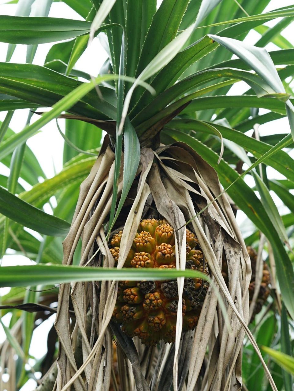 华南植物47 - 露兜树 露兜树 pandanus tectorius 露兜树科露兜树属