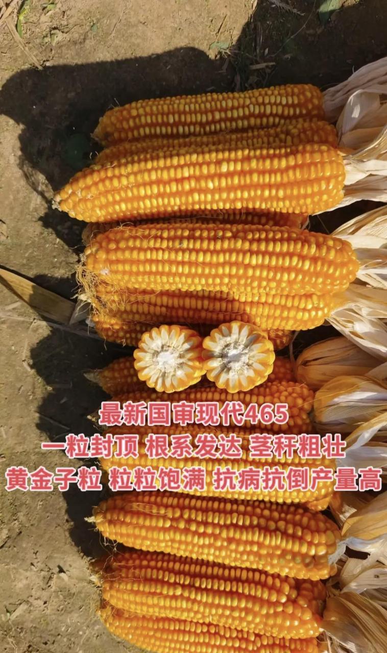 最新国审玉米品种现代465 紫叶 紫杆 紫根 抗病抗倒 籽粒金黄 品质优