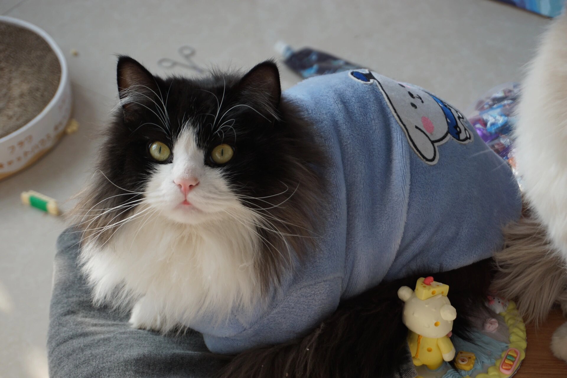 两岁奶牛猫|蓝白布偶串 好久没分享我的团团咯 互相陪伴两年了 养猫真