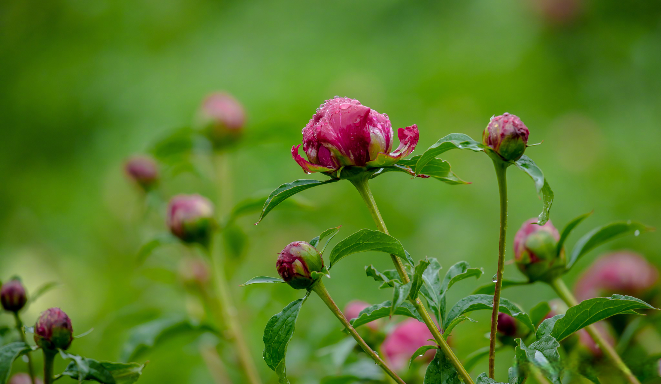 好景山东# #最in山东打卡地#  泉城公园芍药花 ,雨后更加清新可人娇 