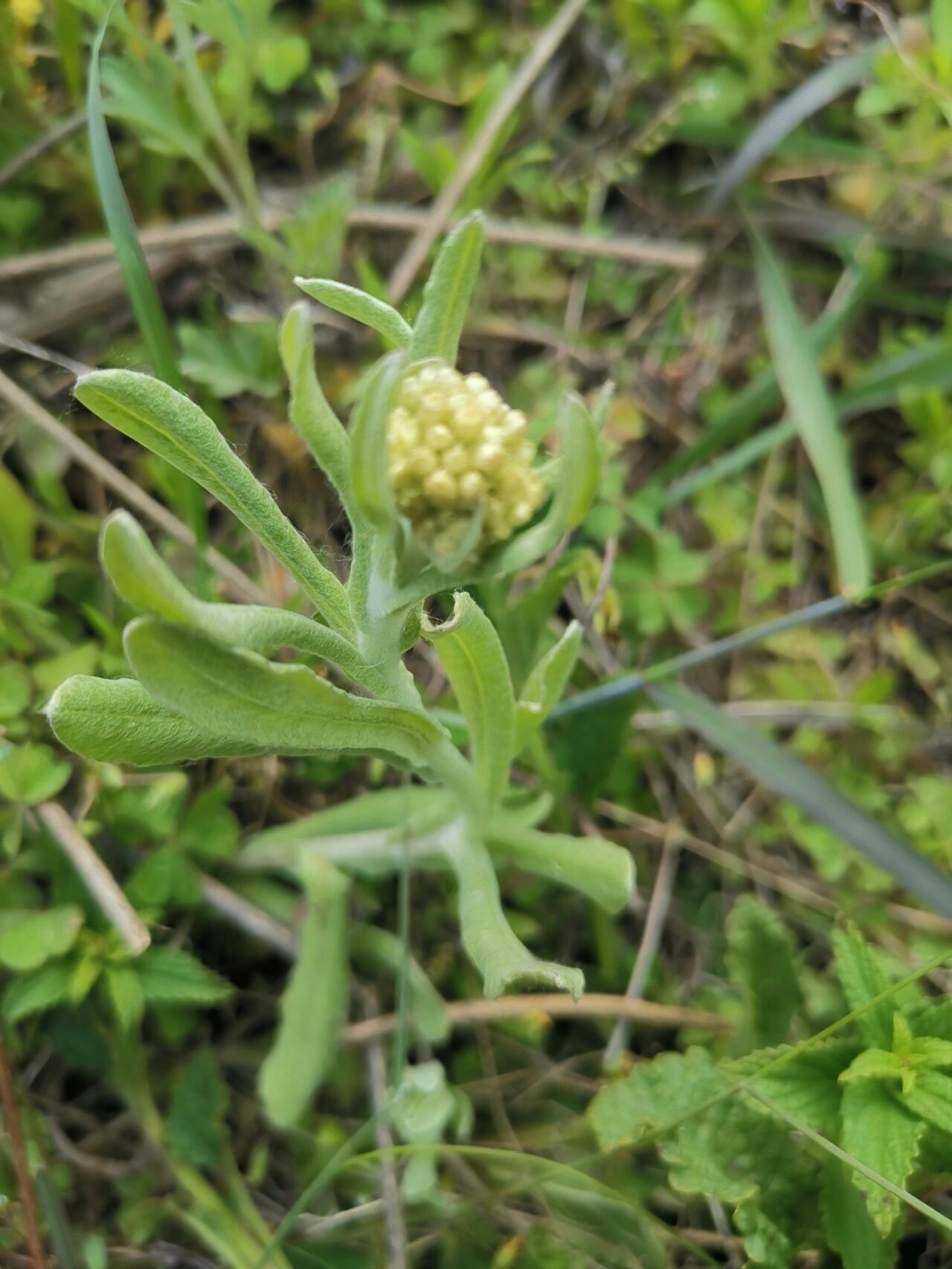 【拟鼠麴草】别名:鼠耳,无心,黄花白艾