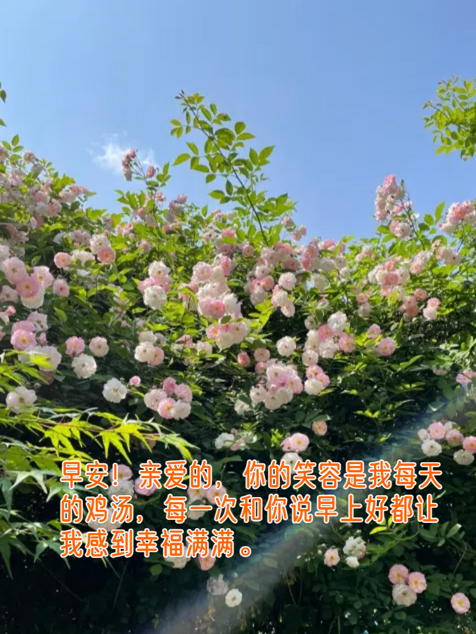 感动情人早上好的暖心话 早上好!