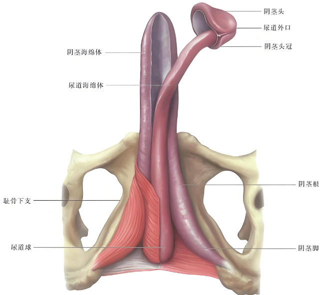 为什么有包皮