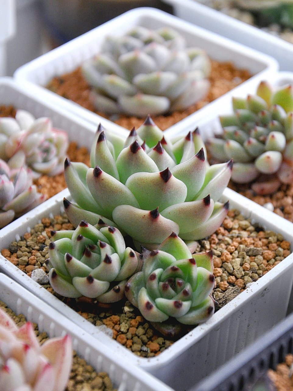 多肉蓝龙丨美原来这么简单97 蓝龙是景天科多肉植物,株型是标准莲座