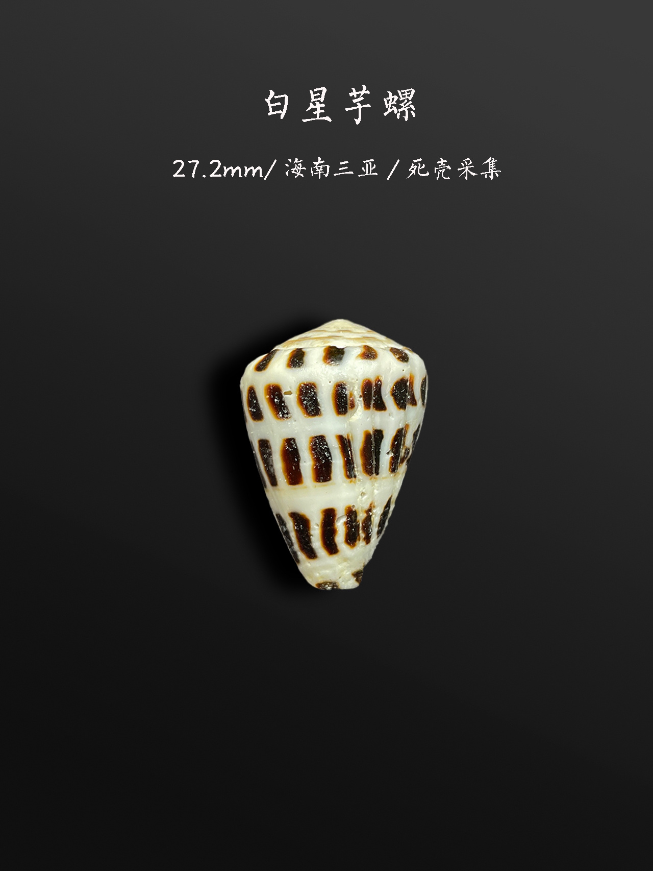 在海南捡的一堆鸡心螺