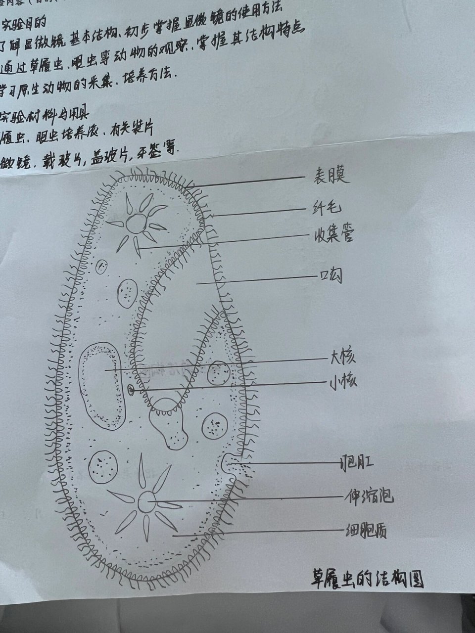 动物细胞绘画图图片