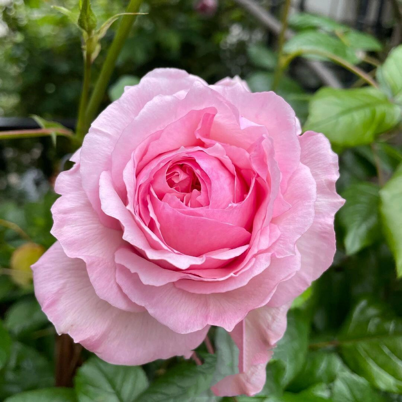 11款粉色月季优缺点分析欢迎补充9399 粉粉的月季总是可以轻易的