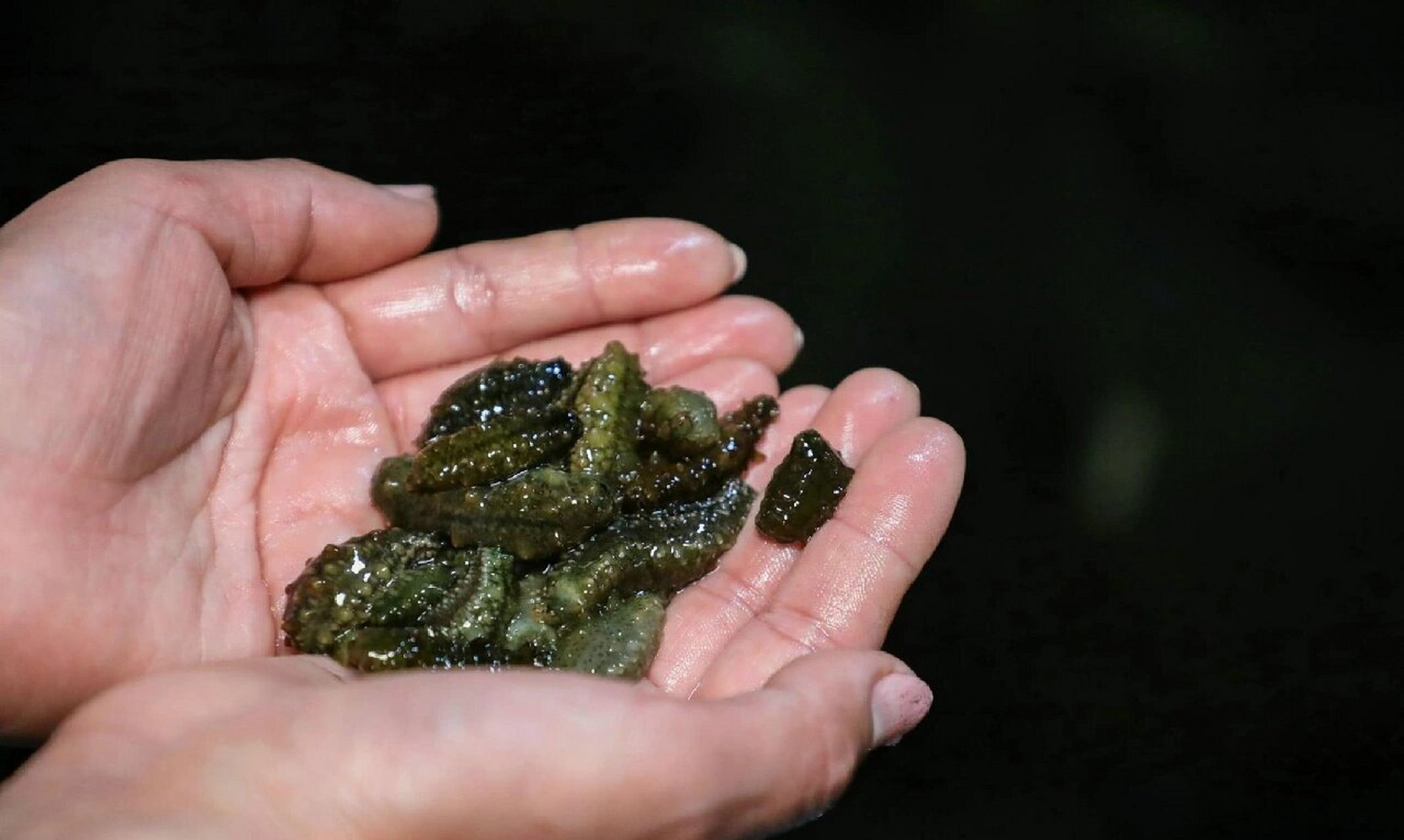 这种"假海参"最难分辨 "北参南养"早不是什么新鲜事了,因为种苗是大连