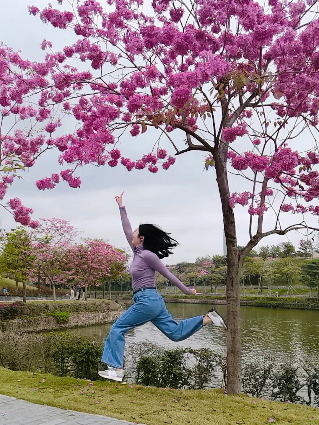 深圳的淡红风铃木好美～ 最近才知道这种一簇簇的红色花球叫淡红风