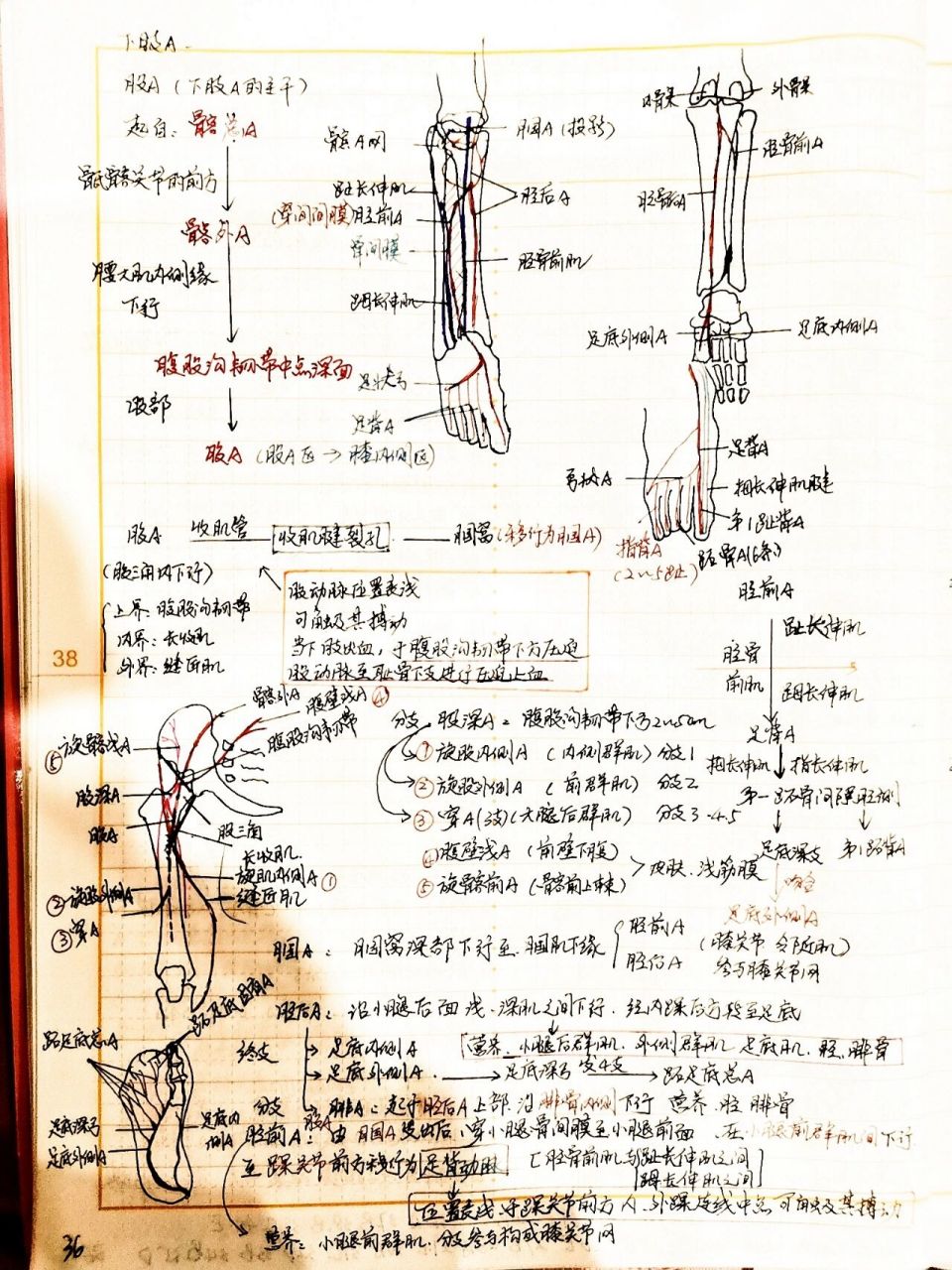 下肢动脉断层解剖图图片