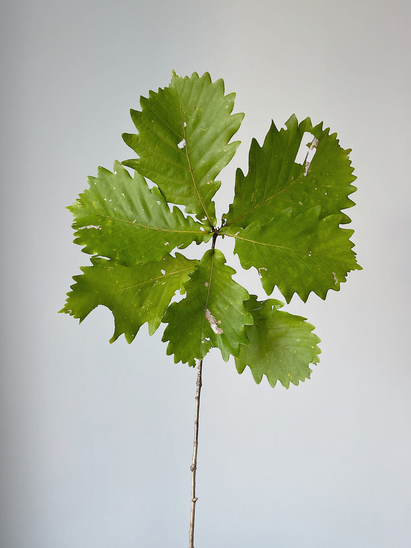 国产枝条·蒙古栎 好看的叶子,攒了几个月的照片,就很想圣诞节发.