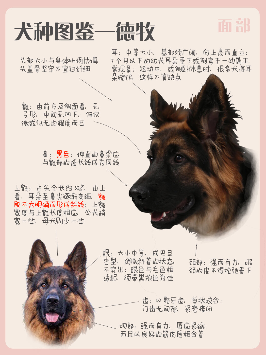 犬种图鉴