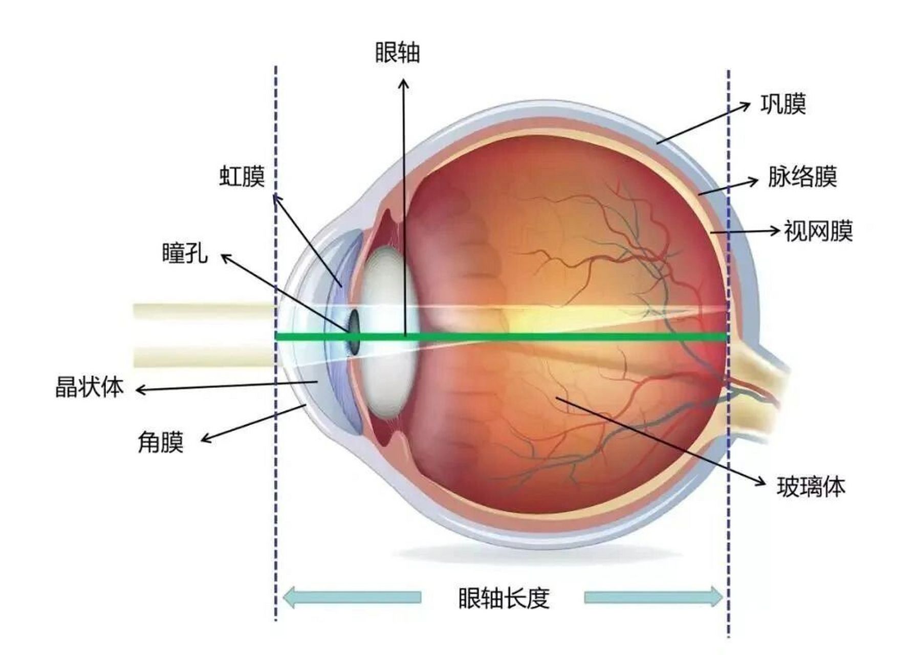 眼轴曲率检查单看不懂6315图3给你翻译好了 看图说话: 73图1,眼