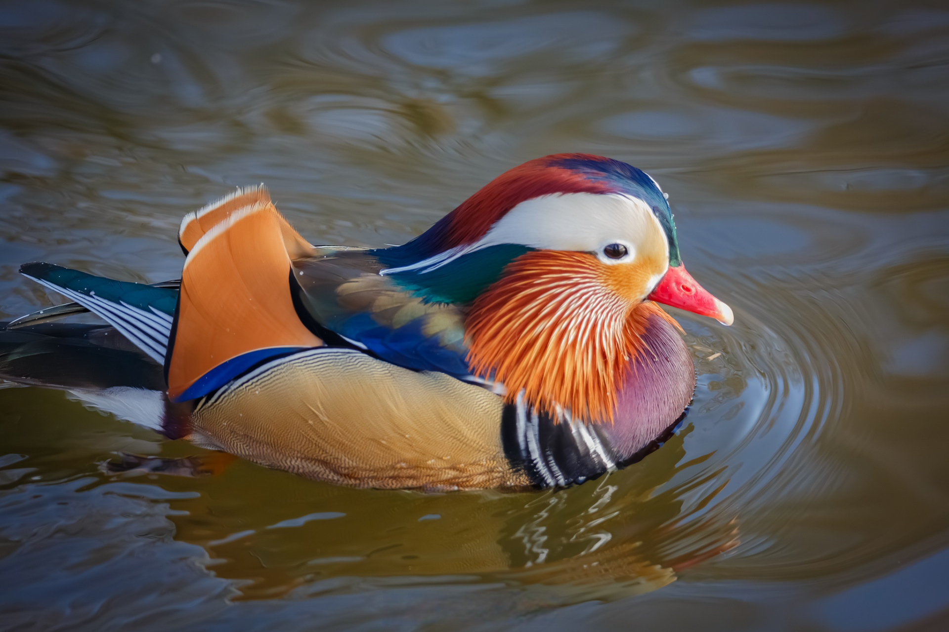 鸳,鸳鸯的鸳,美丽的鸳鸯. #摄影人##摄影##原创##六爷的退休生活