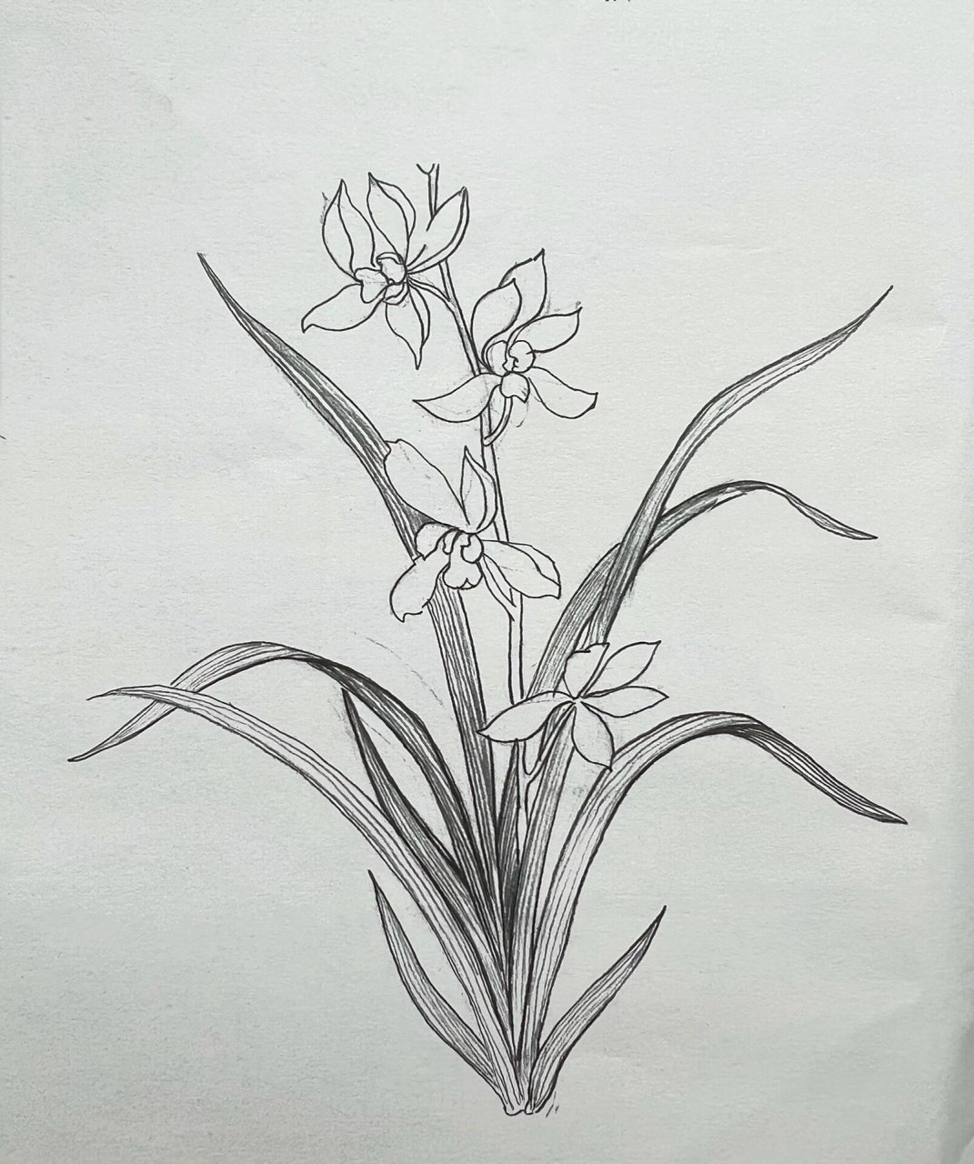 100天极简手绘打卡(10/100)——手绘兰花君子 没有醒目的艳态,没有