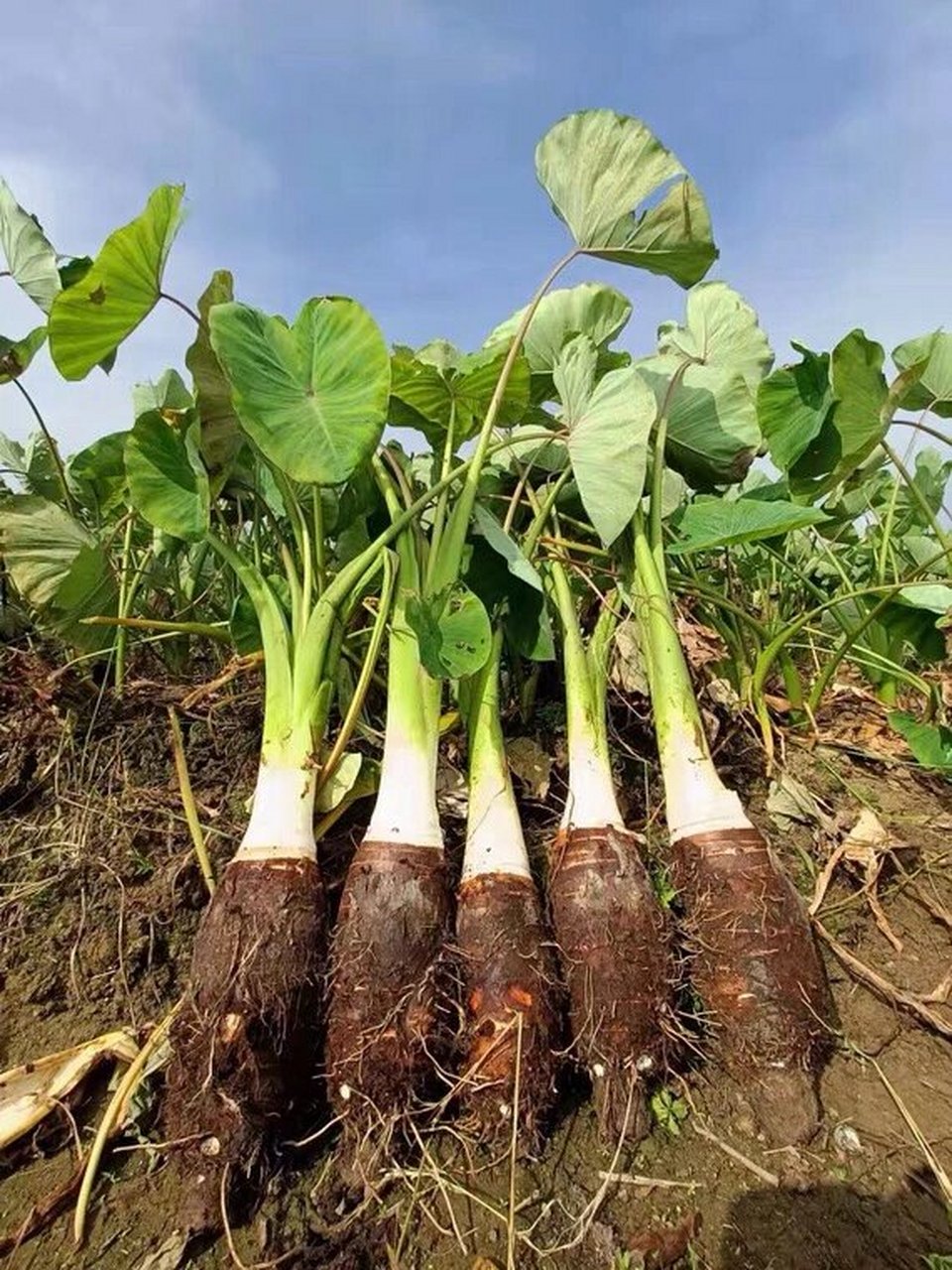 乐昌炮弹芋头 乐昌炮弹芋头是广东韶关的特产之一,当地种植香芋历史