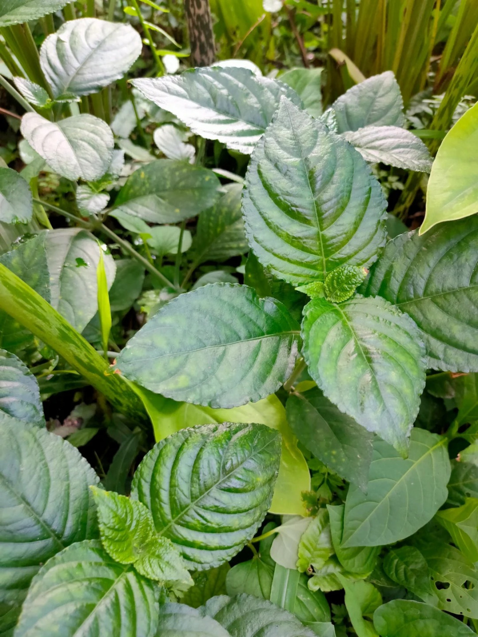 糯米草图片 95糯米草,又称为糯米藤,糯米条等,是荨麻科植物糯米团的