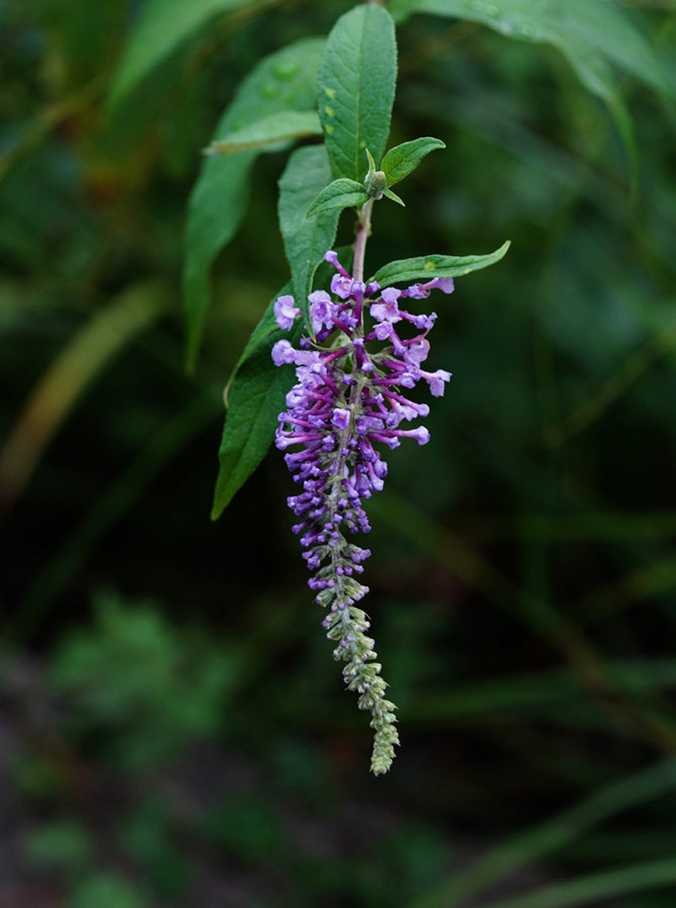 大叶醉鱼草 buddleja davidii——玄参科醉鱼草属.