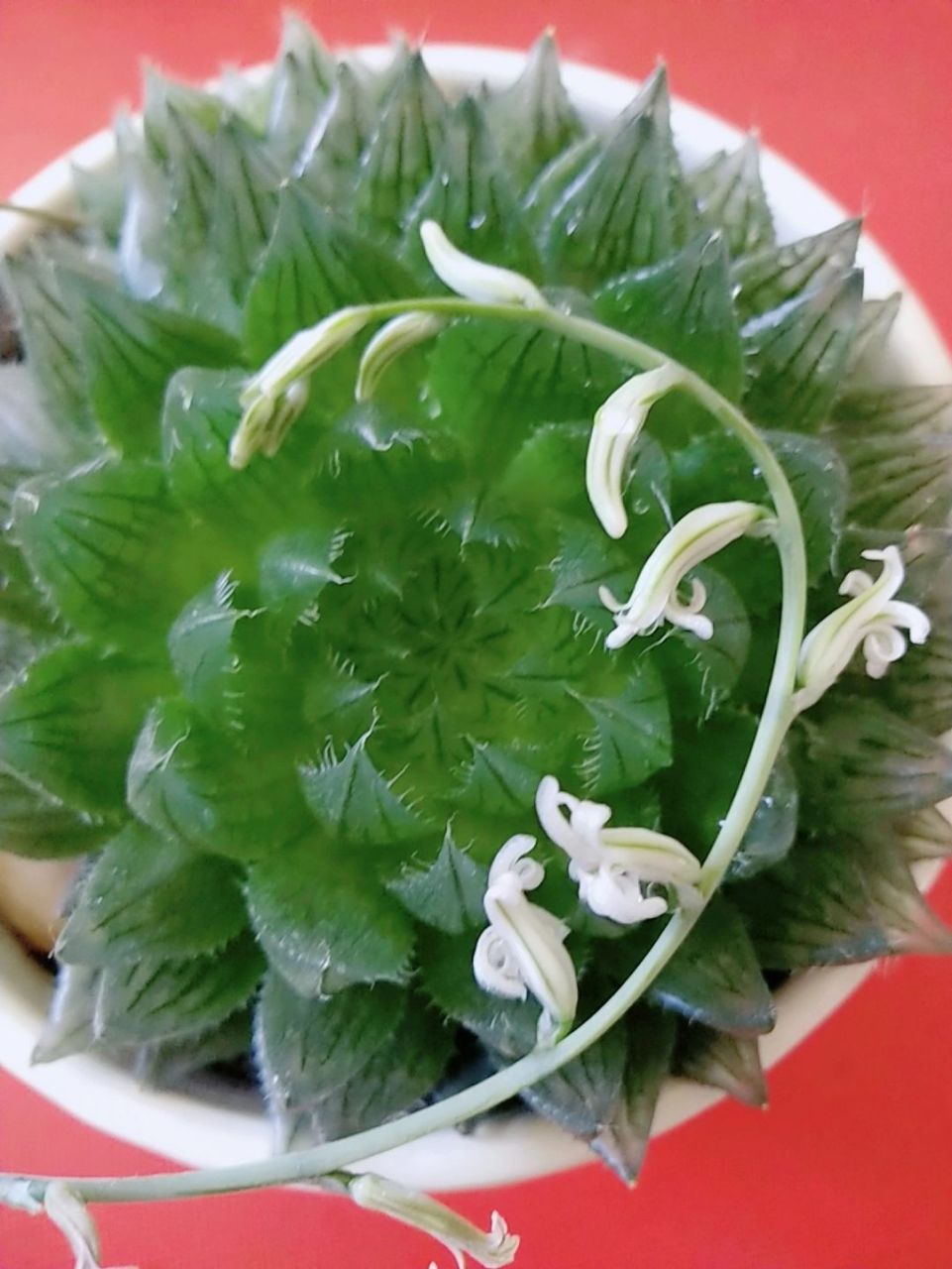 多肉也能开出花,养了四年的玉露,开花啦 多肉也开花.