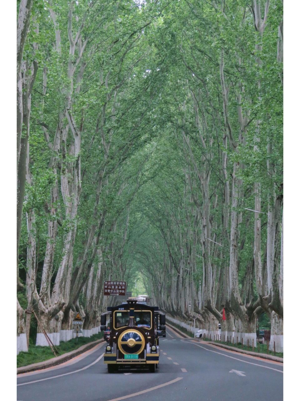 南京最美梧桐大道中山陵|五一出行全攻略 陵园路的树叶已经全部绿了